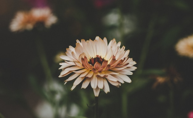 Foto flor de verão, cores quentes e lindas flores