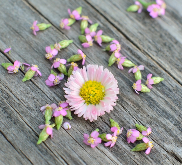 Flor de verão. Margarida rosa