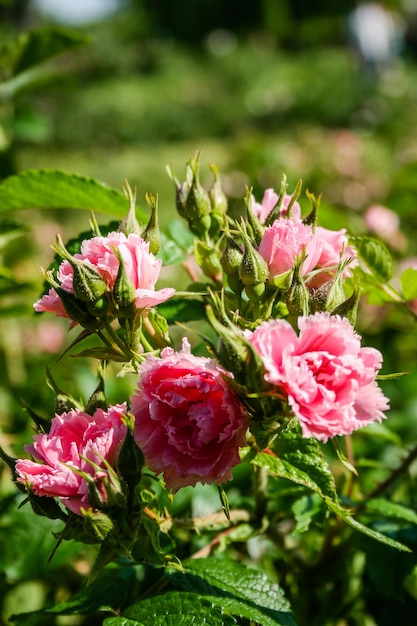 Foto flor de verão rosa em botão