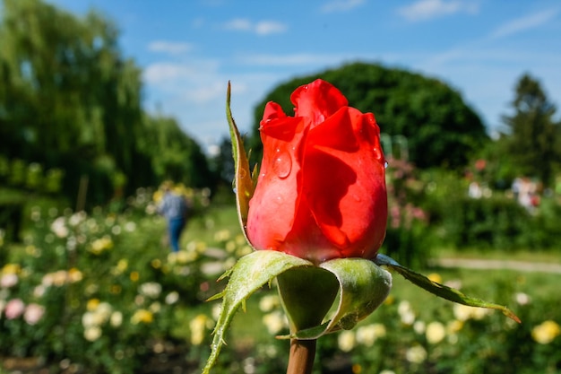 Foto flor de verão rosa em botão