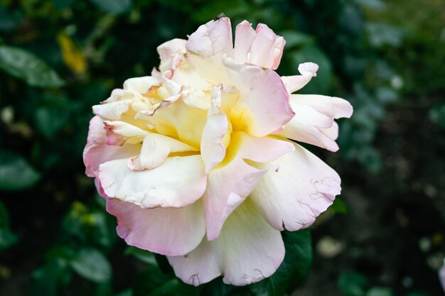 Foto flor de verão rosa em botão