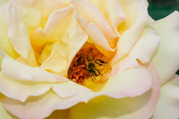 Foto flor de verão rosa em botão