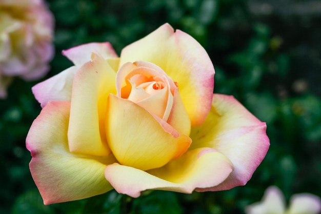 Foto flor de verão rosa em botão