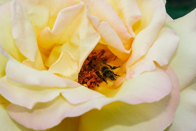 Flor de verão rosa em botão