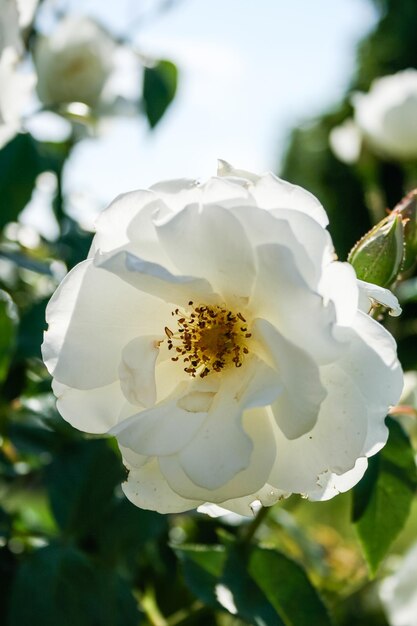 Foto flor de verão rosa em botão