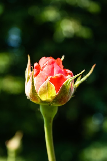 Foto flor de verão rosa em botão