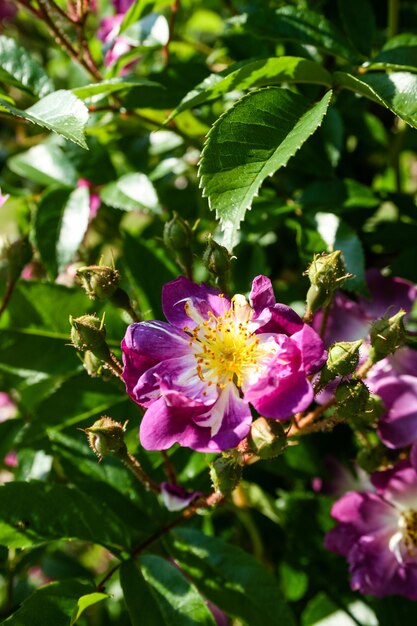 Foto flor de verão rosa em botão