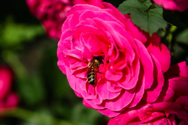 Foto flor de verão rosa em botão