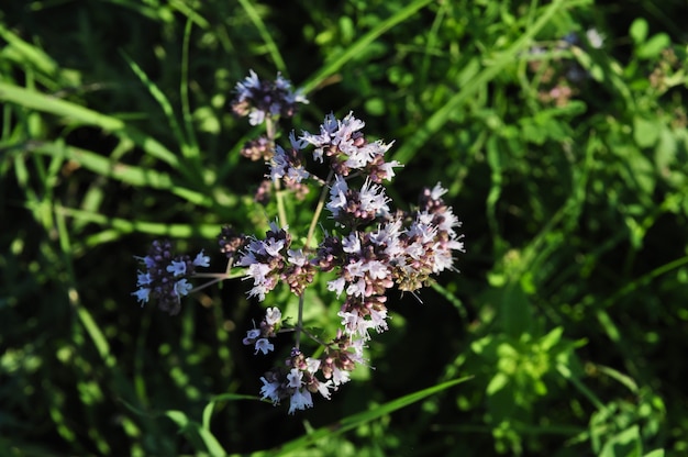 Flor de verão