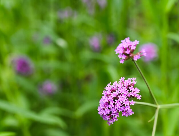 Flor de verbena bonariensis no jardim