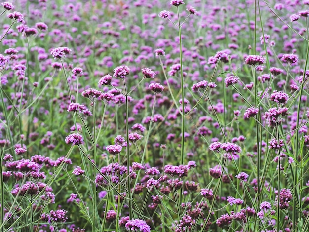 Flor de verbena. Fundo de flor rosa e violeta verbena