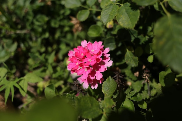 Flor de verbena rosa Glandularia peruviana no jardim em dia ensolarado