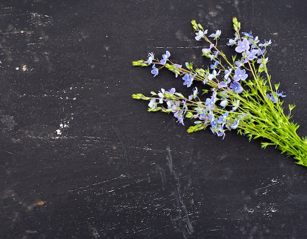 Flor de Veronica officinalis em preto