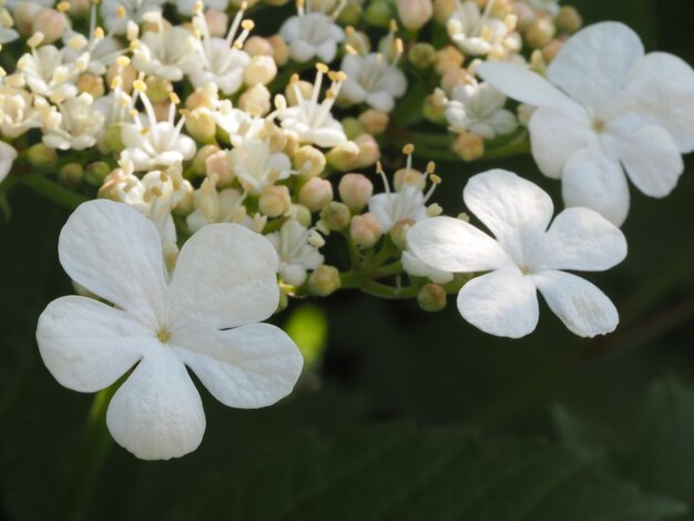 flor de viburno