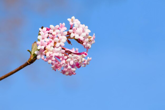 Flor de viburnum no fundo do céu azul