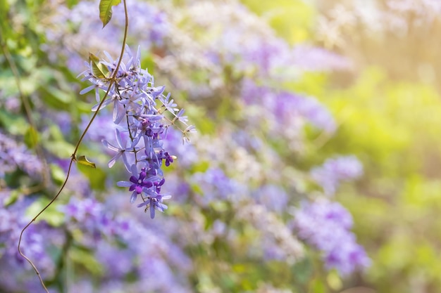 Flor de videira de lixa ou coroa roxa petrea volubilis l é flores florescendo com luz solar