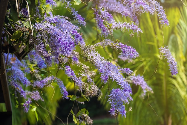 Flor de videira de lixa ou coroa roxa petrea volubilis l é flores florescendo com luz solar