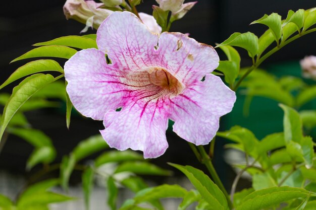flor de videira trompete rosa no jardim com fundo de folha verde.