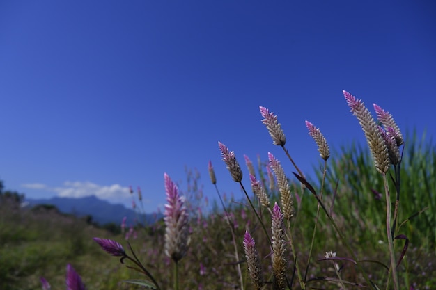 Flor de vidro na natureza contra o fundo do céu azul