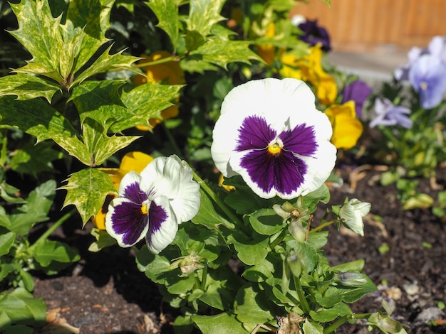 Flor de viola branca e roxa