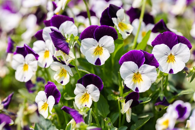 Foto flor de viola no jardim no dia ensolarado de verão ou primavera.