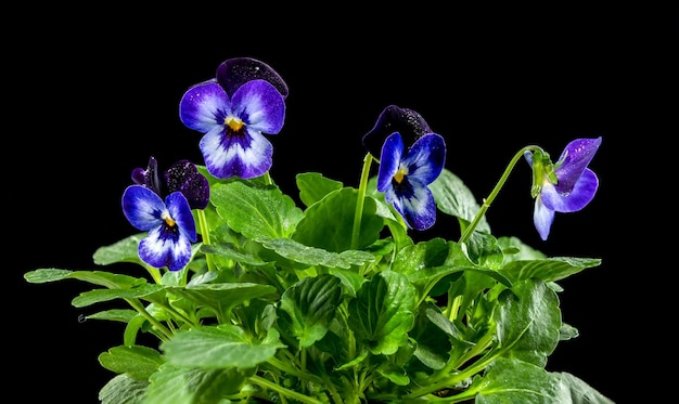 Flor de violeta de pansies roxas