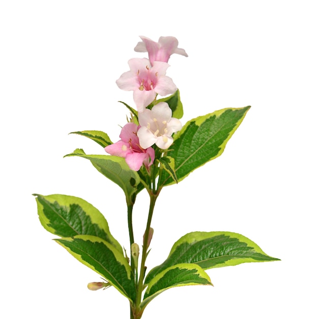 Flor de Weigela Nana variegata isolada em fundo branco Vista superior plana