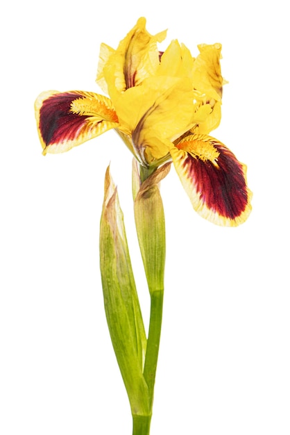 Flor de Yellowbordo da íris isolada no fundo branco