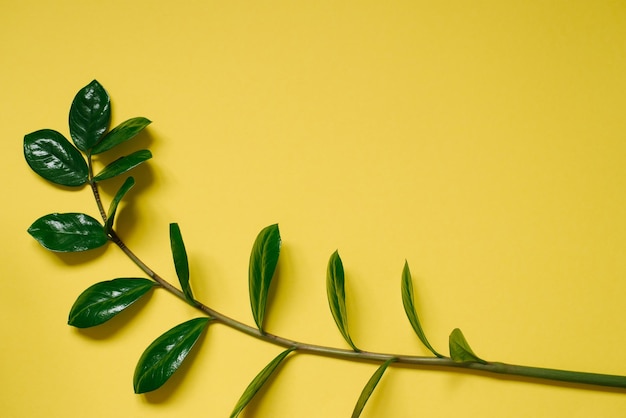 Flor de Zamiokulkas em um fundo amarelo com um espaço de cópia Flat lay