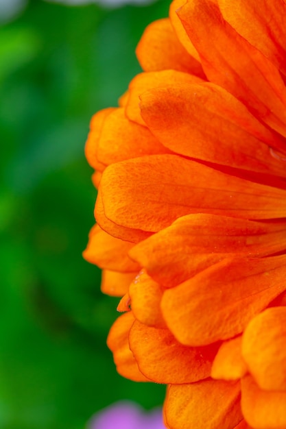 Flor de zínia laranja em um fundo verde em uma fotografia macro de dia de verão