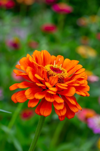 Flor de zínia laranja florescendo em um fundo verde em uma macro fotografia de dia de verão.