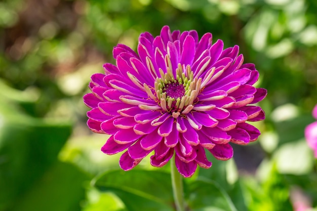 Flor de zínia lilás florescendo em um fundo verde em uma fotografia macro de dia de verão.