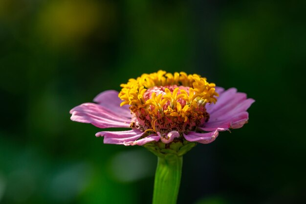 Flor de zínia lilás florescendo em um fundo verde em uma fotografia macro de dia de verão.