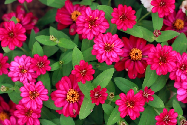 Flor de zínia na primavera