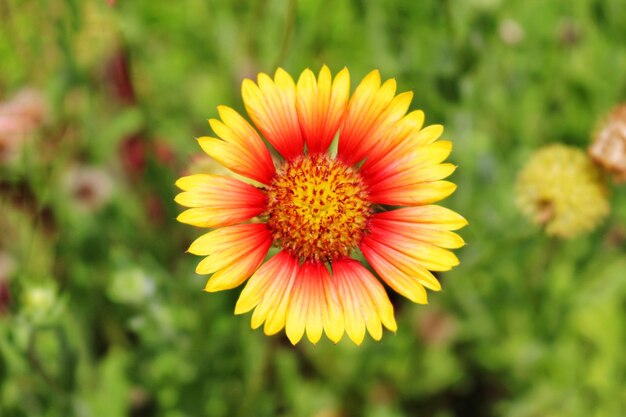 Flor de zínia no jardim