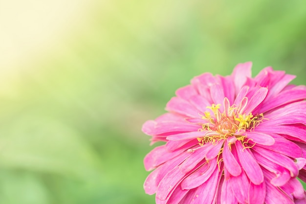 Flor de zínia rosa closeup no fundo desfocado