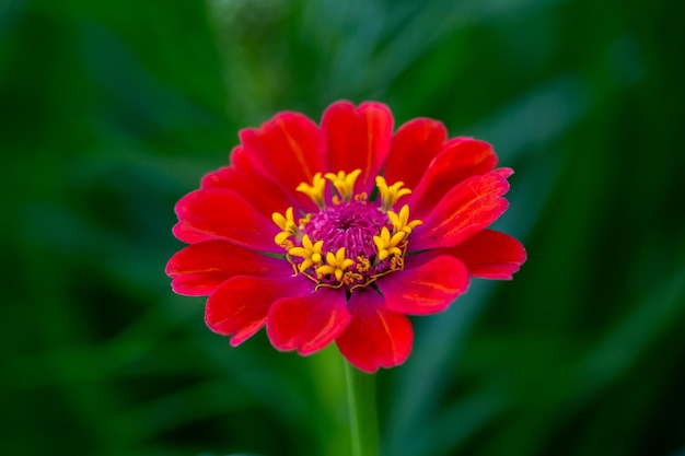 Flor de zínia vermelha brilhante sobre fundo verde em uma macrofotografia de dia de verão