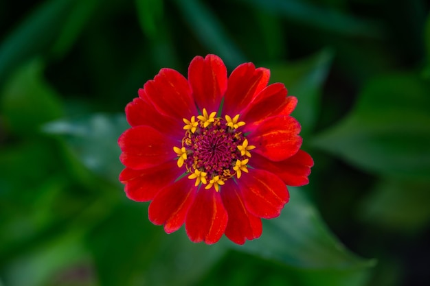 Flor de zínia vermelha brilhante sobre fundo verde em uma macrofotografia de dia de verão