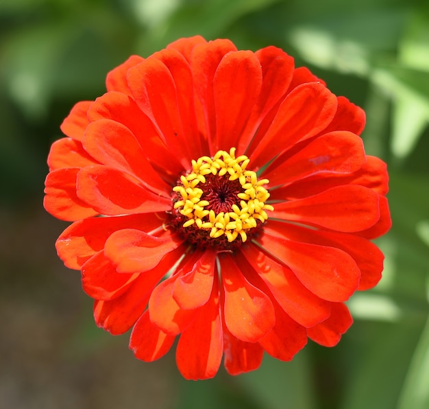 Flor de zínia vermelha de perto