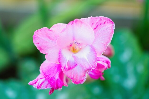 Flor decorativa de jardim flor rosa, vista de cima