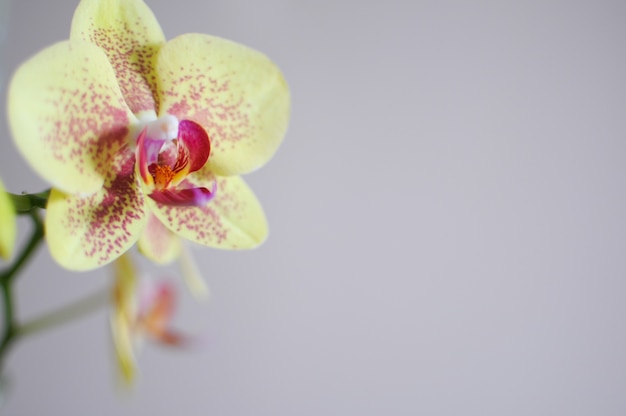 Flor decorativa de orquídea amarela phalaenopsis Plantas de cuidado domiciliar florescendo em fundo cinza