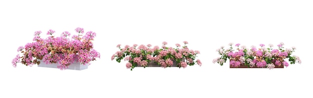 flor decorativa em um pote isolado no fundo branco, ilustração 3D, cg render