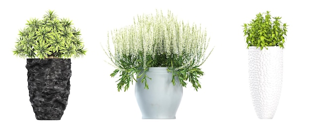 flor decorativa em uma panela isolada no fundo branco ilustração 3D cg render