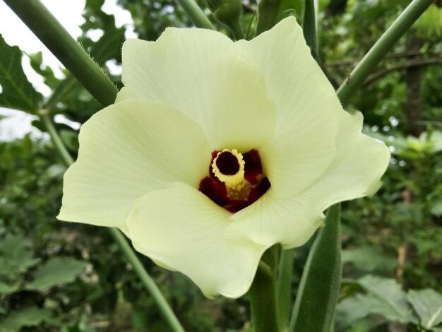 Flor del dedo de las señoras en el árbol, cultivo rural.