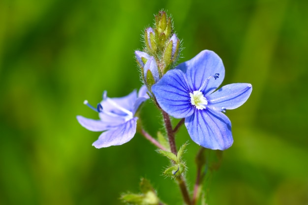 Flor delicada de um campo violeta floresceu no campo