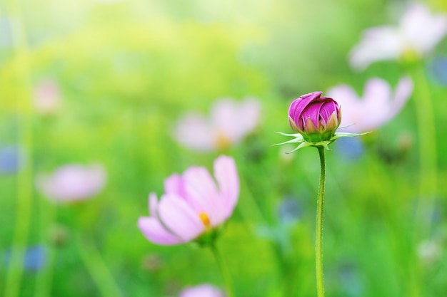 Flor delicada do cosmos na cama de flor. Flor desabrochando na natureza.