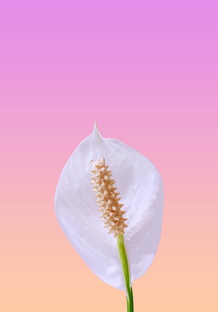 Flor delicada e incomum de Spathiphyllum em fundo de cor rosa para cartões de saudação