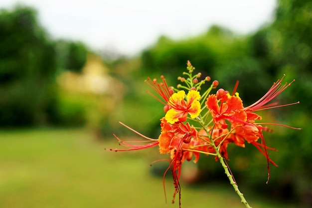 Foto flor de delonix regia en el jardín