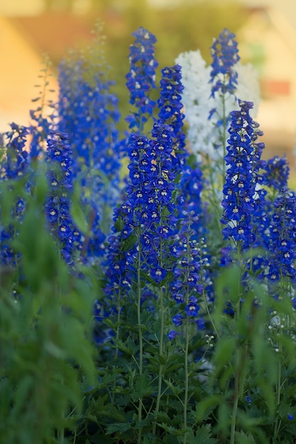 Flor de Delphinium floreciendo Hermosas flores de espuela de caballero Vela Planta de espuela de caballero con flores sobre fondo borroso