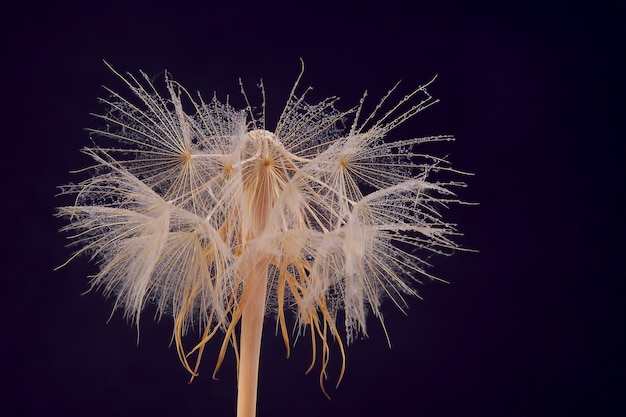 Flor dente de leão em fundo azul escuro